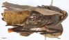 Habitus, lateral view: !! display not done !! on Zeunasa irrorata (Blanchard, 1846): (Observation).