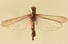 CollectionObject 1518122; b30ce9f4-413d-4744-a782-e9679b47a730, NHMUK015982213: male, dorsal view (holotype). (CollectionObject).