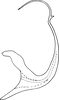 Aedeagus, lateral view on Eupteryx (Eupteryx) florida Ribaut, 1936: Aedeagus, lateral view. (Observation).
