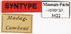 CollectionObject 1587348; MNHN(SF IMPORT DUPLICATE) MNHN-EP-EP3422, ff17a8b8-7fa7-453e-915d-97a3cbd4975e: CC BY-NC-ND 4.0/MNHN - Depraetere Marion - 2014. Syntype, female, of cambouini Saussure, 1891. Specimen number: MNHN-EP-EP3422. http://coldb.mnhn.fr/catalognumber/mnhn/ep/ep3422. (CollectionObject).