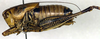male, lateral view (paratype). Depicts CollectionObject 1564721; a9aee0eb-5cc0-431b-b06f-0700c85baa6d, a CollectionObject.