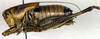 CollectionObject 1564721; a9aee0eb-5cc0-431b-b06f-0700c85baa6d: male, lateral view (paratype). (CollectionObject).