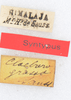 CollectionObject 1506407; c29c3ffd-d756-4ac0-9c8f-cefe0c4f8abd: labels (syntype). (CollectionObject).