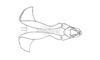 Dichroplus democraticus (Blanchard, 1851): Fig. 12. endophallus, dorsal view. (Otu).