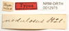 CollectionObject 1529979; NHRS NRM-ORTH 12975, a59ca0ac-20da-4551-8bdb-c0233b5251db: labels (holotype). (CollectionObject).