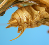 CollectionObject 1539169; UVCO 20715, a6a5ada7-648b-45df-af5a-a36aaebd4b85: MUSENUV - 20715. male genital lateral view. (CollectionObject).