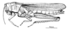 Zygoclistron superbum Rehn, 1907: Fig. 65. female habitus. (Otu).
