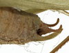 CollectionObject 1529817; 3b9f3ac2-a9d8-4580-88d1-06e8c83d2d0f: male cerci (holotype of Tylopsis longipennis). (CollectionObject).