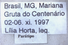 CollectionObject 1582270; 46564c4b-6a84-4901-b7df-0e1a92721394: label (paratype male). (CollectionObject).;CollectionObject 1582271; 68d7d9a9-46f2-4855-9ee7-e44fcbb700b9: female label (paratype). (CollectionObject).