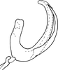 Aedeagus, lateral view on Drabescus vitreus Schmidt, 1926: Aedeagus, lateral view. (Observation).