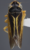 Habitus, dorsal view: !! display not done !! on Evacanthus (Evacanthus) interruptus (Linnaeus, 1758): Dorsal. (Observation).