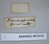 CollectionObject 1573275; 6aa6144f-4438-472d-b44c-97a523ef8355: Copyright NHM, London. Female: data labels [reversed], non-type. (CollectionObject).