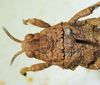 CollectionObject 1498703; ba0b4d5c-9422-4f32-9e56-630015aec536: male head and pronotum, dorsal view. (CollectionObject).