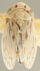 Habitus, dorsal view on Ceratagallia artemisia Oman, 1939: Dorsal. (Observation).