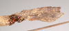 CollectionObject 1560498; 9f6255ae-b881-457f-b808-5bda1a544370, NHMUK(SF IMPORT DUPLICATE) 845029-845030: copyright Natural History Museum, London. female: end of abdomen, lateral view (syntype). (CollectionObject).
