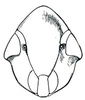 Dorydiella sp., face. Depicts Head, an Observation.