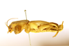 male, lateral view (syntype). Depicts CollectionObject 1590282; 213316ca-9c5f-4ea8-9931-ab5f49d295f5, a CollectionObject.