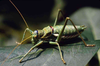 CollectionObject 1496612; 5991e09b-27ce-4bf1-8eb5-57a12c2a31fa, CHX086: male. (CollectionObject).