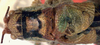 CollectionObject 1517428; ea6af25a-d9ae-4466-b33d-52bb6402d36e: male pronotum and tegmina (holotype of Isophya tenuicerca). (CollectionObject).