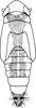 Nymph on Cicadulina (Cicadulina) bipunctata (Melichar, 1904): (Observation).