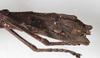 CollectionObject 1557375; 98316f9e-17c7-4057-927c-079d838bda87, NMW 667: copyright NMW, Vienna. female: end of abdomen, lateral view of synonym Dyme ornata (holotype). (CollectionObject).