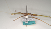 CollectionObject 1562025; 93bb3eb7-2d67-47e1-b92d-928e07fa2bc3: copyright ANIC, Canberra. female, lateral view (paratype). (CollectionObject).;CollectionObject 1562026; 82becf04-55d0-4b8a-af82-e8859489fee6: copyright ANIC, Canberra. female, lateral view (paratype). (CollectionObject).