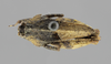 CollectionObject 1523263; f75e60ed-d7ba-44f9-9280-58d17d17f7bb: female, dorsal view (holotype). (CollectionObject).