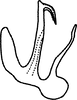 Aedeagus, lateral view on Anufrievia plana Yang & Zhang, 2018: (Observation).