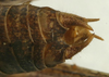 CollectionObject 1520634; 13129522-a1ba-416c-ac3e-5dba200a7b24: male cerci (paratype). (CollectionObject).