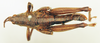 CollectionObject 1518524; c0e9e8f4-e6ad-4c3b-b914-183cbcf1d05e: male, dorsal view (holotype). (CollectionObject).