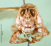CollectionObject 1500237; 242cd36d-4db7-43e0-a7f0-f729e174b104, DORSA BA000584S01: male, frontal view (syntype of Karasicola oertendali). (CollectionObject).