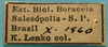 CollectionObject 1597005; 302a7bf7-0d85-4ab8-a73e-052febaa942a: label (paratype of Hammatofera brasiliensis). (CollectionObject).