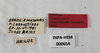 Other on Chinaia rubra Bortolli Chiamolera & Cavichioli, 2002: Male holotype [INPA]: labels. (Observation).