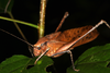 Mecopoda elongata (Linnaeus, 1758): Mount Makiling, Luzon, Philippines. (Otu).
