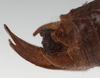 CollectionObject 1505750; 3559cd5b-4cc6-487d-b8b4-fc34b7b810e2: male cerci (holotype). (CollectionObject).