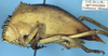 Aspidonotus spinosus Brullé, 1835: male nymph (not a type). (Otu).