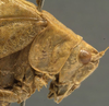 CollectionObject 1505872; d9d71b26-e0a5-4cb7-9801-0a25d4c02232: female head and pronotum, lateral view (holotype). (CollectionObject).