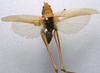 CollectionObject 1517113; 7afd28ad-0a23-41a5-8739-2159898a5b1c: male, dorsal view (holotype). (CollectionObject).
