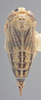Habitus, dorsal view on Athysanella (Amphipyga) longicauda Beirne, 1955: Dorsal - female. (Observation).