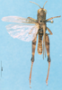 CollectionObject 1574964; cf8149f5-d529-428e-94ea-82f4ac22180b: male, dorsal view (paratype of Carlippia rubripes). (CollectionObject).