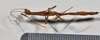 CollectionObject 1559851; a19eb260-1d37-40ef-b547-e1b1d39f104b: copyright NTUC. male juv. (syntype). (CollectionObject).;CollectionObject 1559852; 4f342293-8e32-43c8-aabd-67b5d43b4610: copyright NTUC. male juv. (syntype). (CollectionObject).