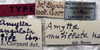 CollectionObject 1539686; c2cc1c12-20a9-4aa4-8eb0-8447fab0df9c, MNHN-EO-ENSIF658: labels (holotype of Amytta angulata). (CollectionObject).