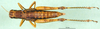 CollectionObject 1501324; 916d5389-3174-4738-a48b-691346c7a30f: female, dorsal view (holotype). (CollectionObject).