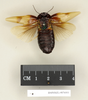 CollectionObject 1552815; NHMUK(SF IMPORT DUPLICATE) BMNH(E) 876001, 1b5ce553-4347-489d-aa76-6c34e5b711c8: Copyright Natural History Museum, London. Holotype (adult female) of synonym Panesthia hilaris in BM(NH). Dorsal view. (CollectionObject).