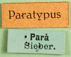 CollectionObject 1502241; e87e68a4-f440-4dd1-ae35-12a6af41456c: labels (syntype of Chariacris amethystina). (CollectionObject).
