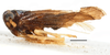 Habitus, lateral view on Caenodelphax teapae (Fowler, 1905): (Observation).