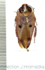 Gyna capucina Gerstaecker, 1883: (Otu).