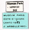 CollectionObject 1587400; MNHN(SF IMPORT DUPLICATE) MNHN-EP-EP949, b8035903-4a45-49da-ad36-3ca1817c4072: CC BY-NC-ND 4.0/MNHN - Depraetere Marion - 2014. Non type, female. Specimen number: MNHN-EP-EP949. http://coldb.mnhn.fr/catalognumber/mnhn/ep/ep949. (CollectionObject).
