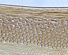 Ovipositor on Achaeticina Emeljanov, 1962: Achaetica anabasidis, 1st valvula dorsal sculpturing (INHS). (Observation).