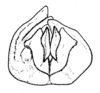 Spathalium liebermanni Ronderos, 1972: Fig. 32. ectophallus and aedeagus apex, caudal view. (Otu).